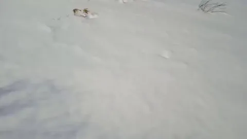 My friend who was working on an island in Kurils was followed by this adorable derp