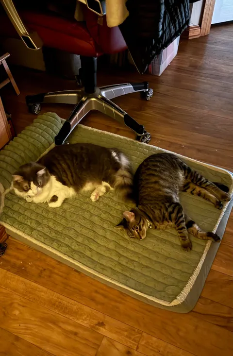 Fostered a (twice returned) kitten for less than 48 hours … update #2