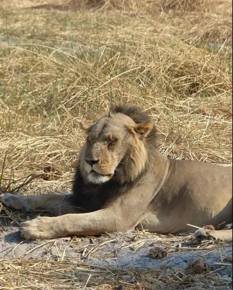 Finally, a lion I can relate to after 30