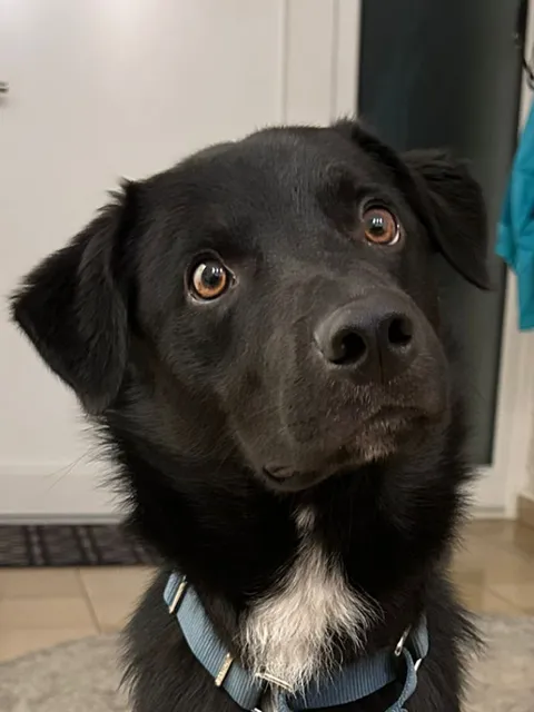 Dobby who just turned 1 is waiting on his evening walk with dad 
