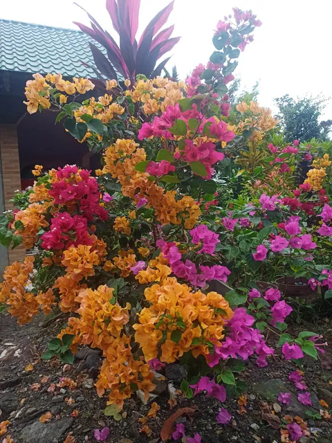My assorted bougainvillea