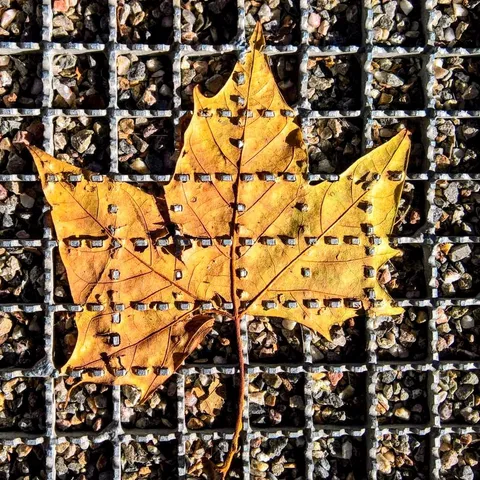 ITAP of the Maple leaf punctured by a metal grate