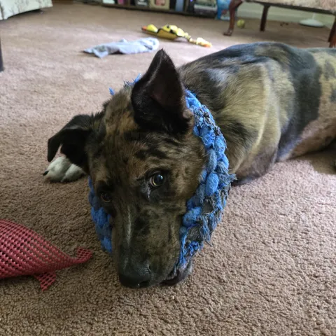 He Did This To Himself