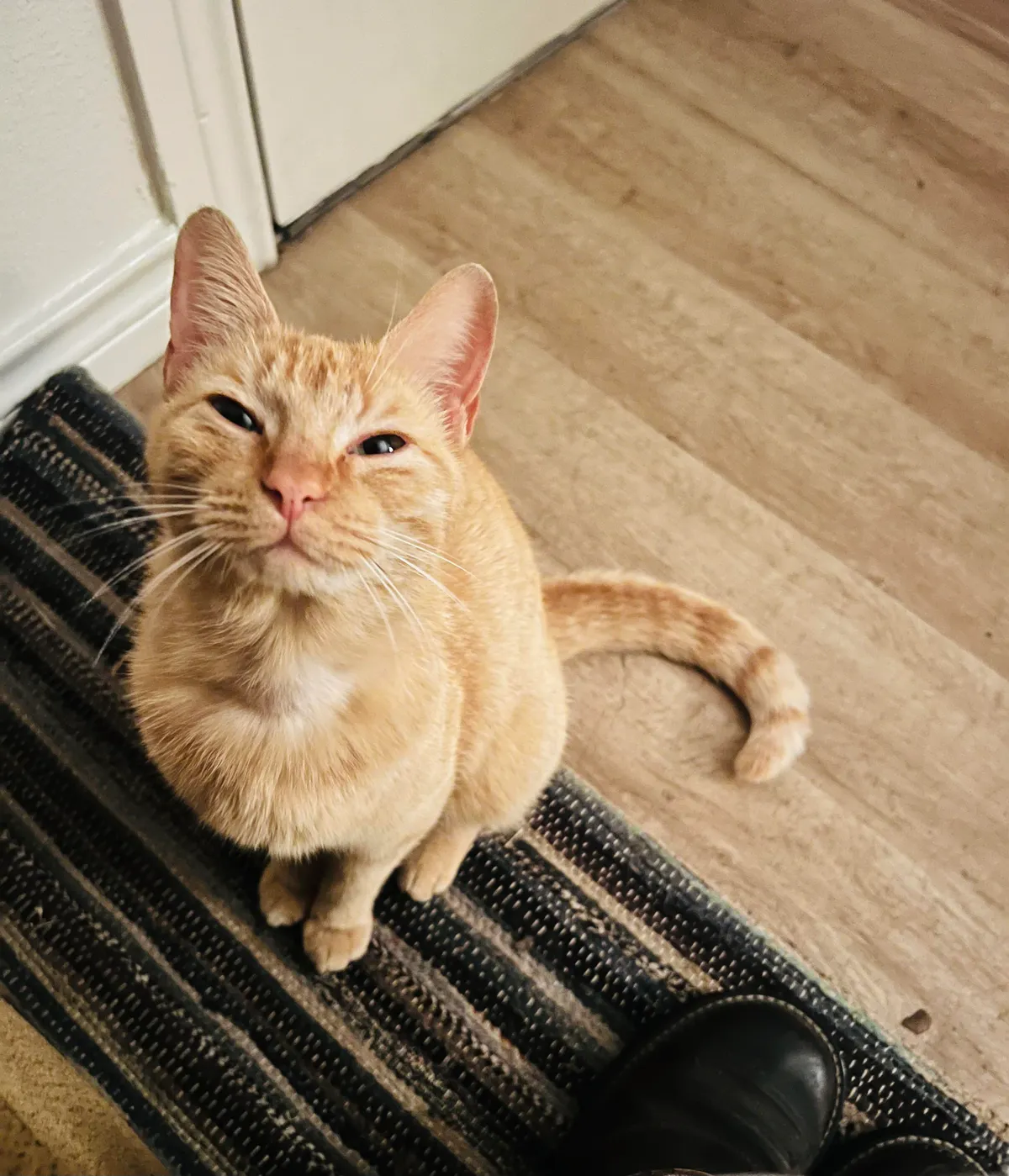 I heard that to smile at a cat, you simply blink very slowly at them. I tried today? This was her reaction…