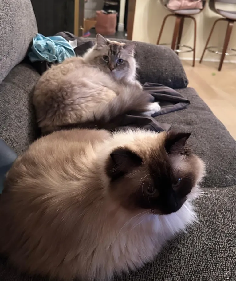 How bad can the world be when this is my couch 🥺