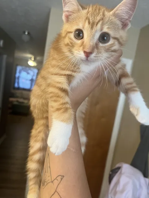 My cat George purrs constantly. Should I be worried?