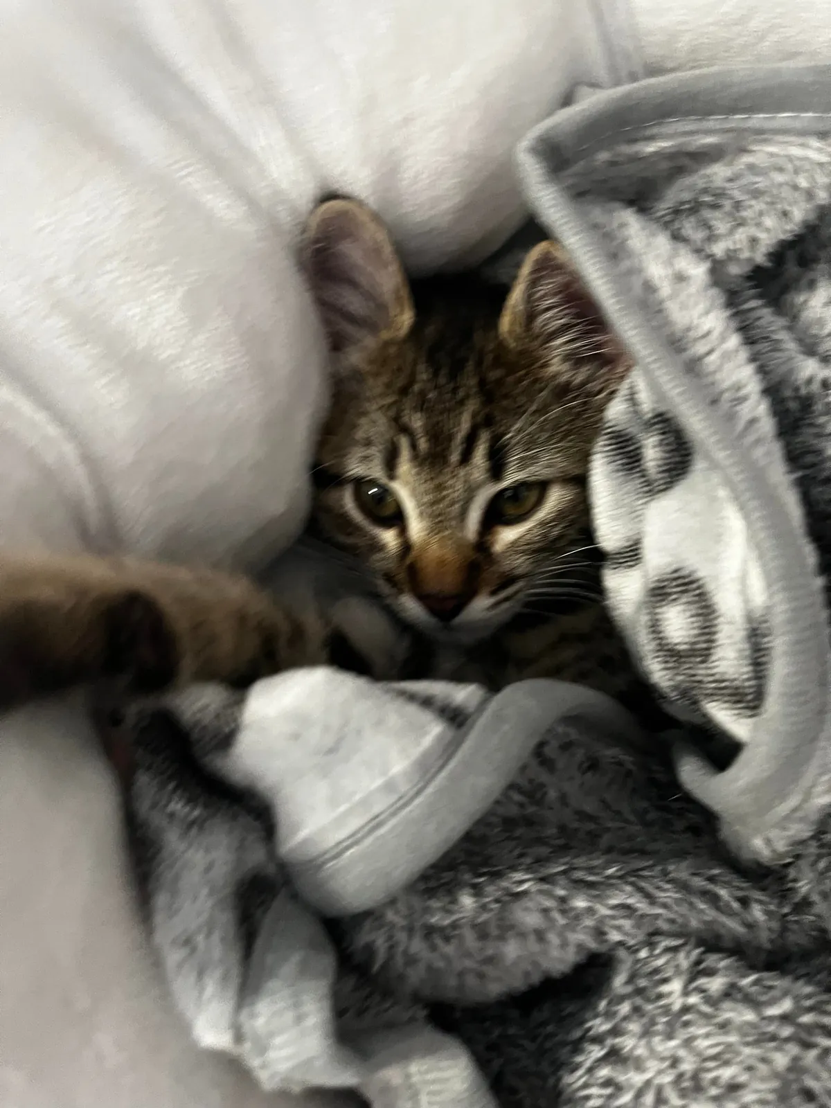 my 9 week old kitten &lt;3