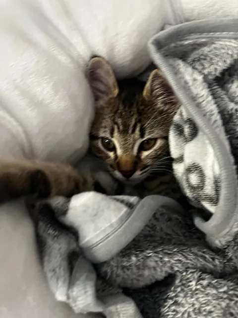 my 9 week old kitten &lt;3