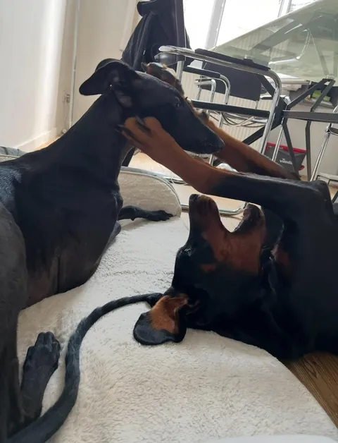 My fav funny pics of my two dogs Athena and Aurora