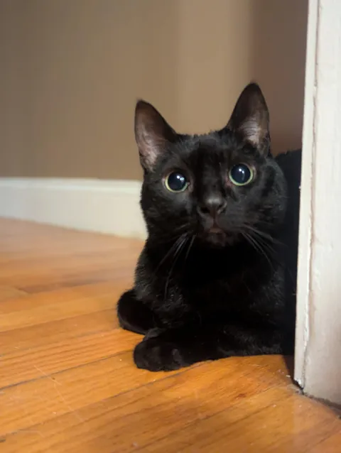 I would die for this creature