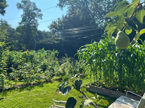 Turned my depression into a front yard garden