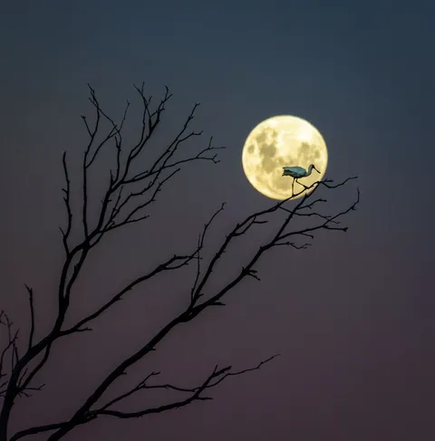 A FORK, A SPOON AND A MOON... A Royal Spoonbill sits atop of a branch basking in the glow of the nearly Full Moon in Hawke’s Bay, New Zealand... Photo by Andrew Caldwell