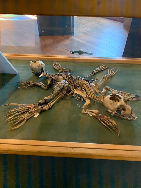 Conjoined Seal Twins