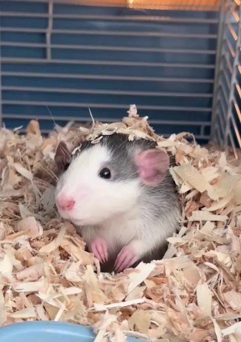 He woke up from his nap and decided to burrow