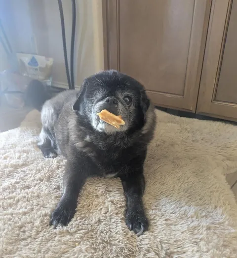 My One Eyed Pug Bruno 🥹🫶