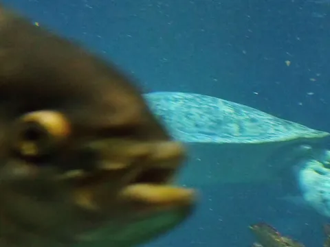I had the perfect shot of a turtle at the aquarium...