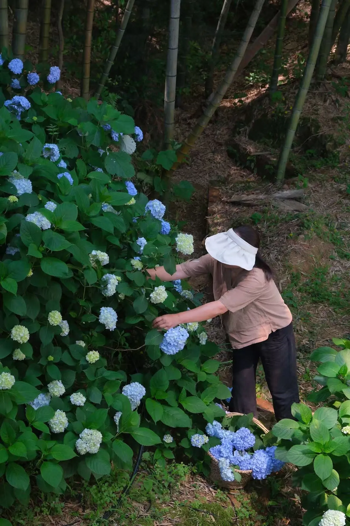 My Mother's Hydrangeas in the Chinese Countryside