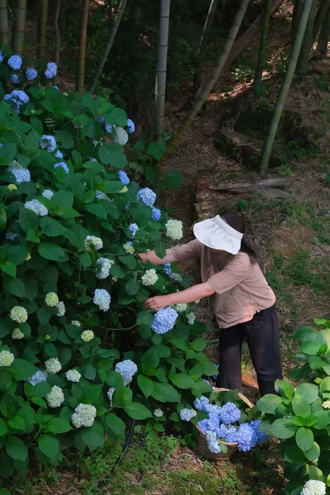 My Mother's Hydrangeas in the Chinese Countryside
