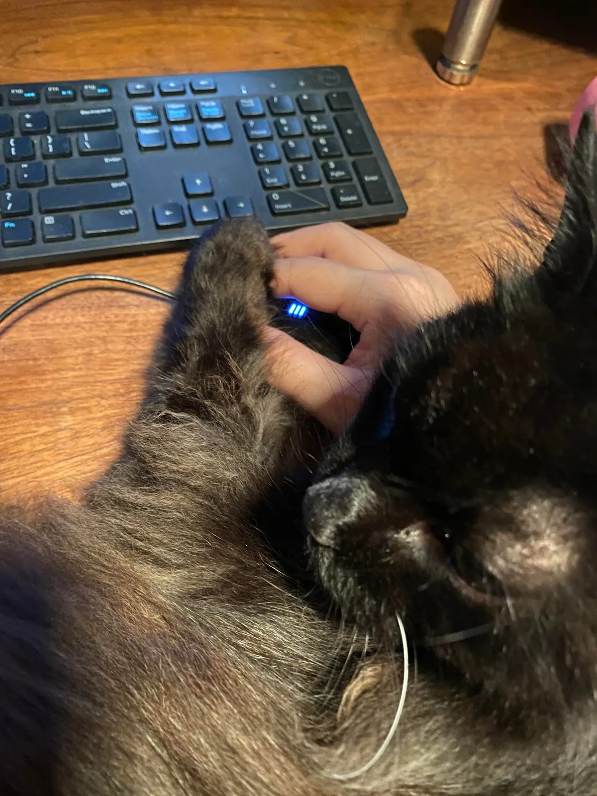 the paw never lies…