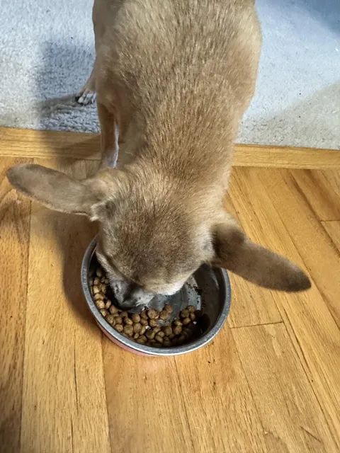 We just spent $300 at the vet for our 9 yo chihuahua because she hasn’t been eating great. Ava ate about half of her food the last 3 days and wouldn’t eat at all today. She would eat tiny bits at a time. Right when we got home from the vet, she scarfed down her wet food and dry food with no issue.