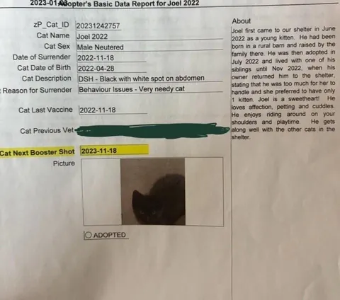 Toblerone was returned to the shelter for being “too needy”, but we love his neediness🖤