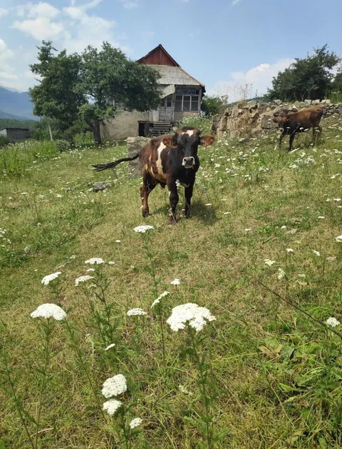The lovely rural side of Armenia