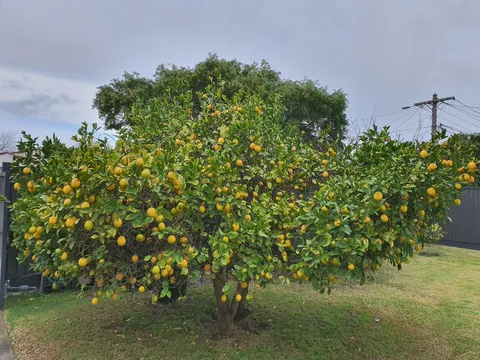 My Meyer Lemon Tree~