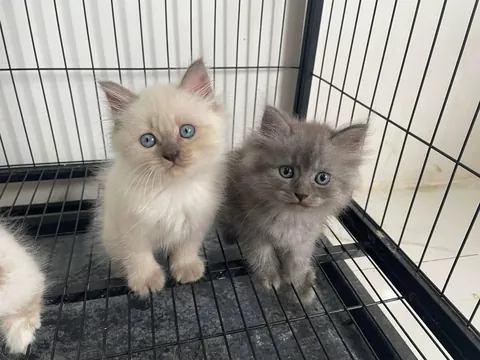 give them a matching name