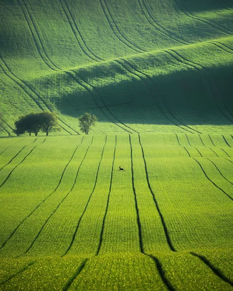 Lone deer running across the green fields of Moravia, Czech Republic.