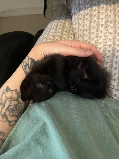 after losing my black angel days ago. some of you may have seen the post. today, destiny brought this smol girl to me.
