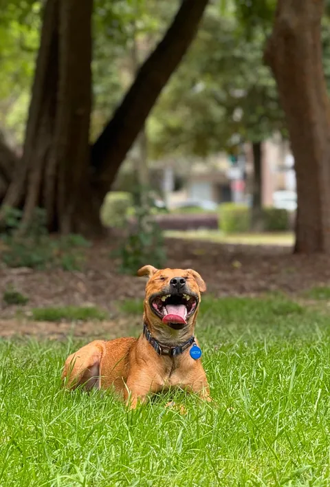 Hector is a bit of a cuddle bug, it’s the best!😘🐕