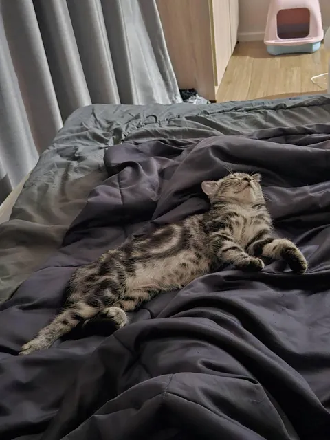 do your cats sleep on the bed with you?