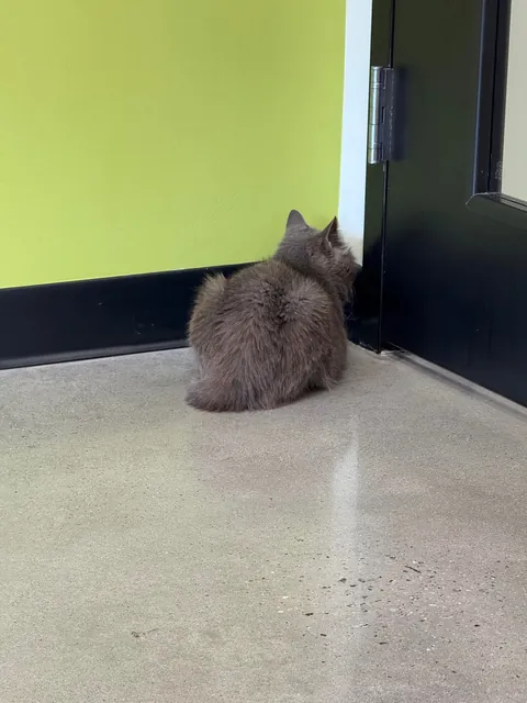 cat distribution system did its thing today