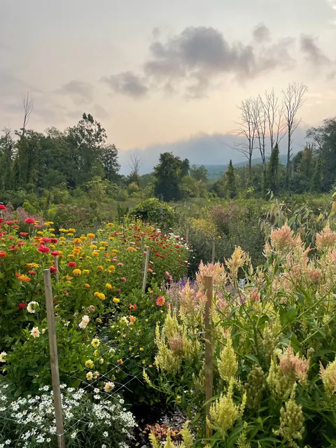 Annual flowers, favorite unusual varieties?