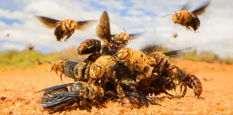 Male Dawson's burrowing bees, one of the largest bees in the world, will frenzy-kill each other until there are only a few lucky ones left to mate with the female bees. The violence is so severe that even some of the female bees will be accidentally killed.