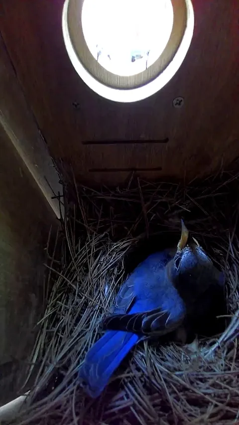 🔥 Papa Bluebird feeding Mama a tasty bug while she incubates four eggs.