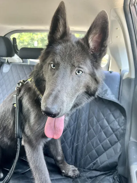 Do you trust the pupper with your life?