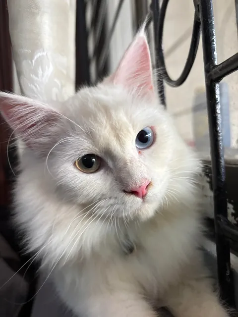 Happy 8 month birthday my yuki ❤️