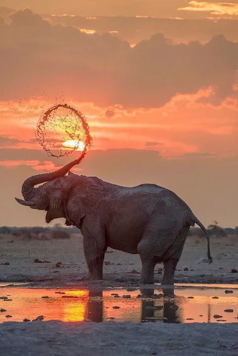 🔥 An elephant enjoying an early evening dip 🔥