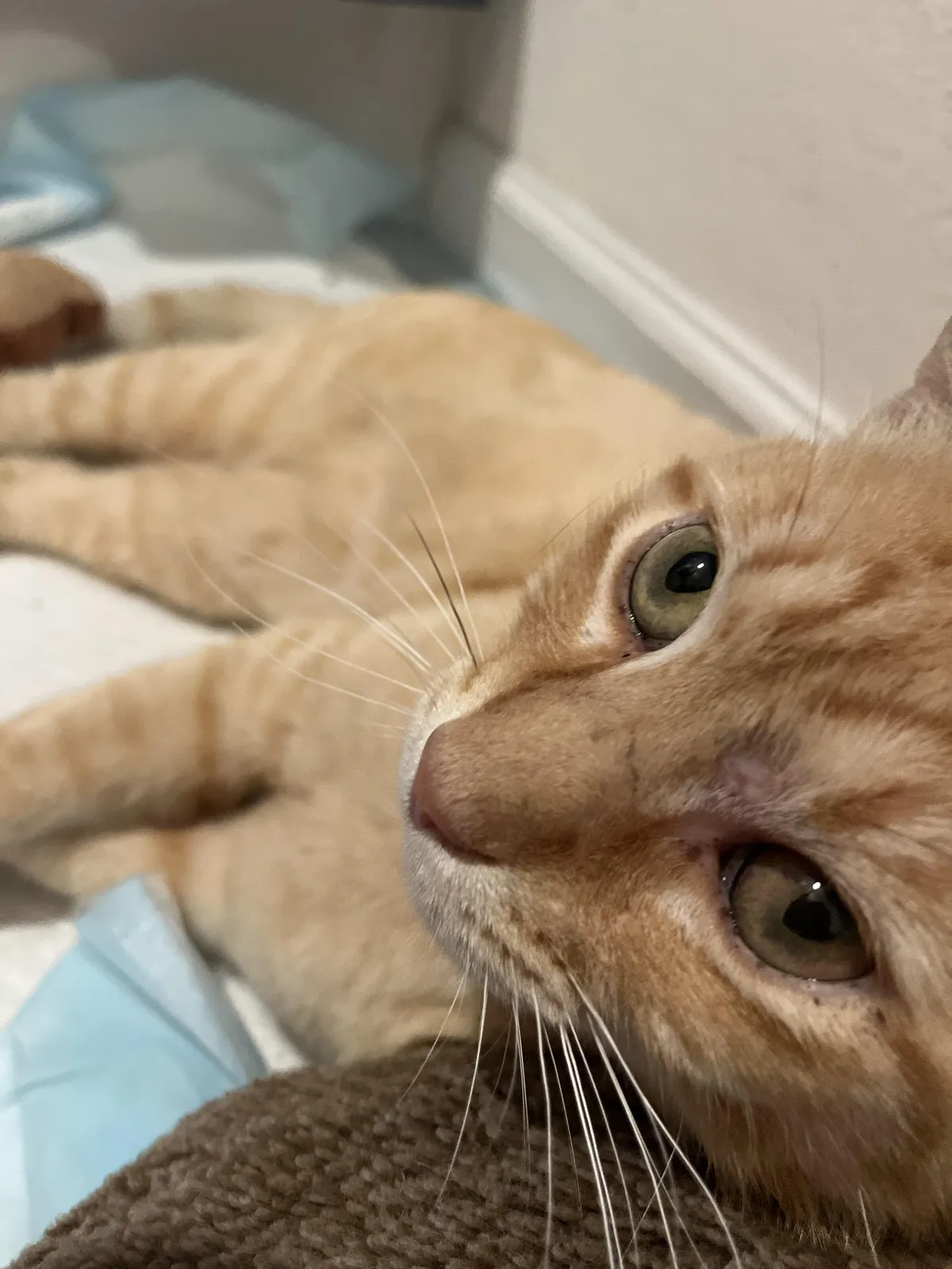 Neighbor dumped their cat