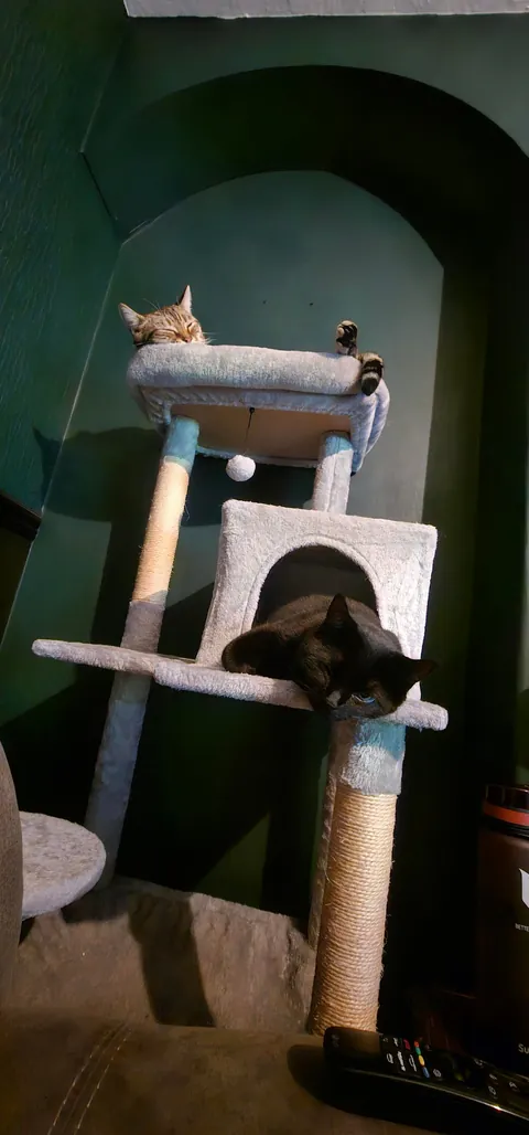 I tucked my cat tree next fo my sofa and now this is my view