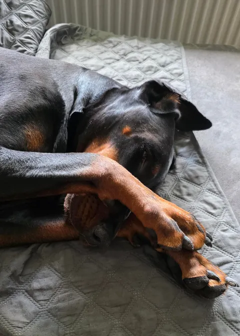 Sasha, my European Doberman with a tail and floppy ears