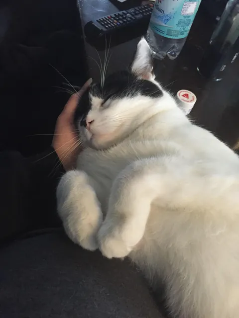 My best friend left me today after 16 years and I am devastated. Godspeed Quentin, you will be greatly missed.