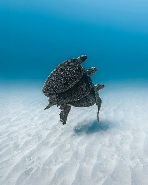 3 Sea turtles gliding together over white sand at Ningaloo Reef, captured in an underwater shot