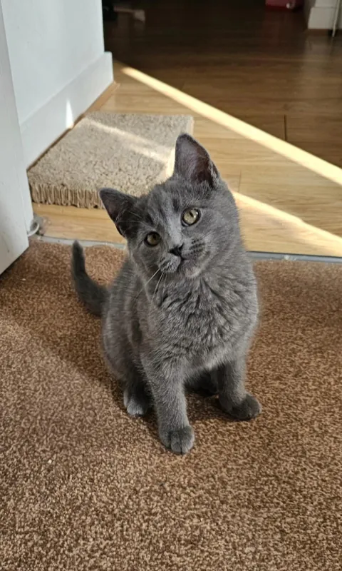 Just wanted to share even just 1% of the joy that my clowder brought me today 🥰