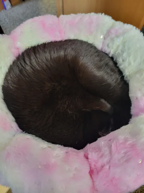 Recently purchased a desk bed for the queen of the house