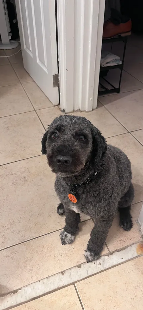 Ollie is three and a half and prematurely graying.