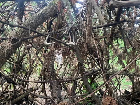 Found a Witch’s hut in the woods near my house