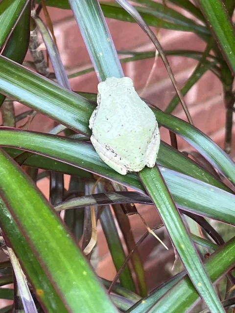 This little guy trying to blend in…just a few more shades…