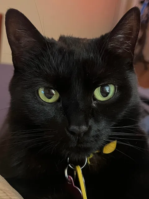 Black Cats Aren't Photogenic...